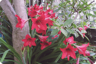 庭の花
